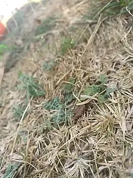 Snapshot of mkallu1995 chatting on March 5, 2026, 6:09 am mkallu1995 online show from March 5, 2026, 6:09 am