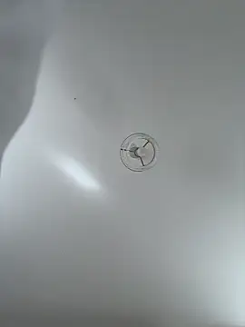 Desire-XOXOX online show from September 25, 2025, 10:41 am