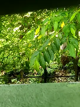 Exoticovergon online show from March 12, 2026, 12:55 pm