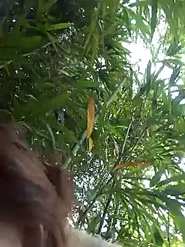 Snapshot of Bianly chatting on March 14, 2026, 1:55 am Bianly online show from March 14, 2026, 1:55 am