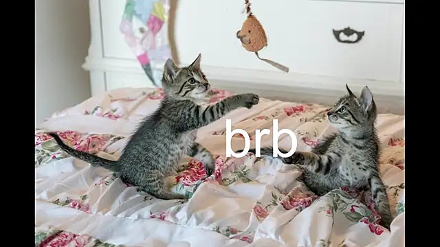 Pink girl0n online show from September 27, 2025, 4:12 pm