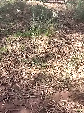 sonotutto online show from October 10, 2025, 12:15 pm