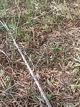 sonotutto online show from October 11, 2025, 8:02 am