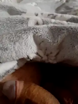 ratoncito 3 online show from November 16, 2025, 2:06 am