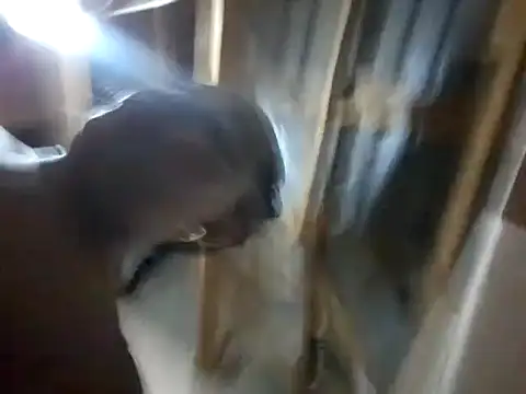 BigAssjuicy26 online show from October 27, 2025, 10:14 pm