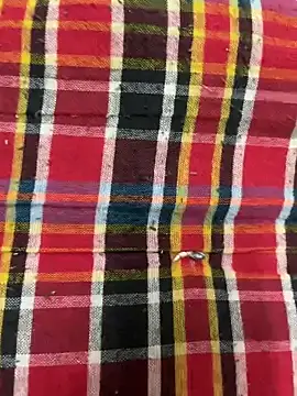 hamstar09 online show from October 17, 2025, 5:48 pm