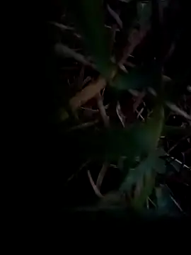 dolphiinn online show from February 1, 2026, 1:04 am