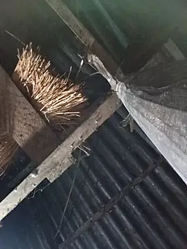 Snapshot of _Helala_ chatting on October 17, 2025, 11:07 pm  Helala  online show from October 17, 2025, 11:07 pm