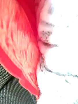 Hut rotu cute online show from January 12, 2026, 1:27 pm