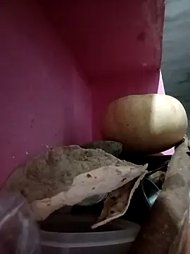 Snapshot of Payal950 chatting on October 9, 2025, 9:46 pm Payal950 online show from October 9, 2025, 9:46 pm