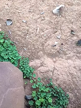 Snapshot of Ag_punam chatting on February 10, 2026, 2:15 am Ag punam online show from February 10, 2026, 2:15 am