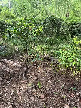 Snapshot of Gihan_sil1088 chatting on September 20, 2025, 8:48 am Gihan sil1088 online show from September 20, 2025, 8:48 am