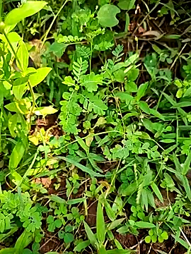 Snapshot of telugumodda4396 chatting on September 21, 2025, 7:10 am telugumodda4396 online show from September 21, 2025, 7:10 am