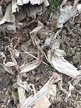 Sikici0734 online show from February 3, 2026, 6:40 am