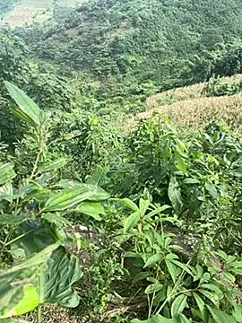 hi-hi-zz online show from November 14, 2025, 5:50 am