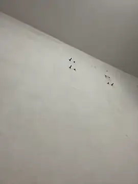 Snapshot of emmanuelfsaf chatting on November 6, 2025, 12:00 am emmanuelfsaf online show from November 6, 2025, 12:00 am