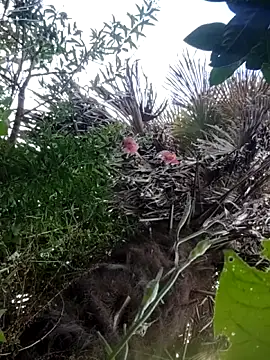 braidqueen00 online show from December 21, 2025, 2:35 pm