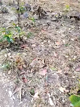 desi alpha boy online show from February 1, 2026, 1:48 am