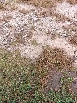 Snapshot of sexygosht chatting on December 1, 2025, 2:33 pm sexygosht online show from December 1, 2025, 2:33 pm