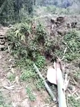 neko-nancy online show from February 26, 2026, 7:07 am