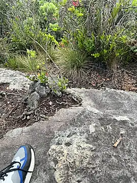 Snapshot of toritoga chatting on March 25, 2026, 6:36 pm toritoga online show from March 25, 2026, 6:36 pm