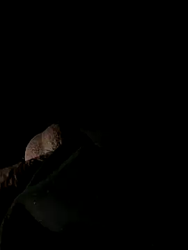 lion kun online show from December 20, 2025, 10:39 pm