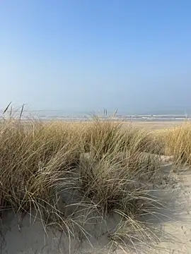 friemeldepiemel online show from March 8, 2026, 12:42 pm