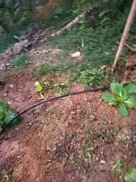 Snapshot of Happy_sweet1 chatting on January 18, 2026, 10:52 am Happy sweet1 online show from January 18, 2026, 10:52 am