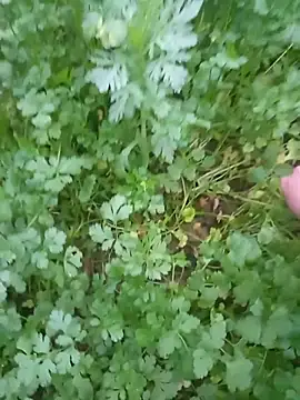 Snapshot of Happy_sweet1 chatting on February 4, 2026, 10:54 am Happy sweet1 online show from February 4, 2026, 10:54 am