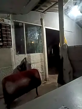 ISABELLA-24  online show from March 11, 2026, 3:34 am