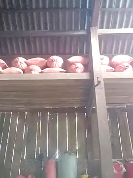 Snapshot of Linka998 chatting on March 3, 2026, 6:30 am Linka998 online show from March 3, 2026, 6:30 am