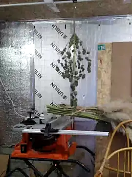 IronedTitan online show from December 12, 2024, 2:26 am