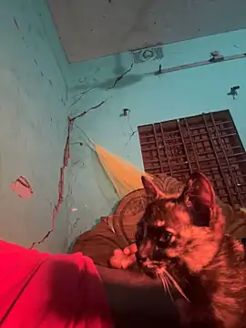 dadataher online show from January 14, 2025, 6:28 pm