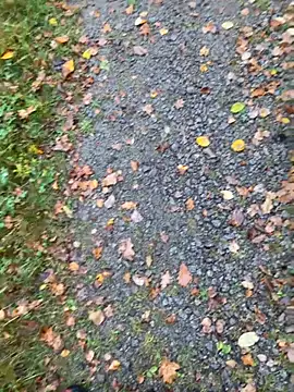 Snapshot of hamstergrabben chatting on October 24, 2025, 11:50 am hamstergrabben online show from October 24, 2025, 11:50 am