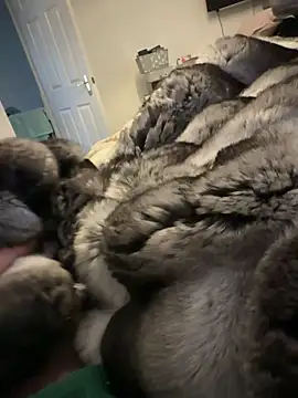 Furdale online show from February 15, 2026, 1:31 pm