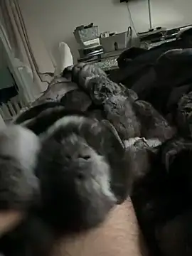 Furdale online show from February 24, 2026, 4:49 pm