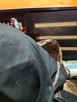 Diya 143 online show from January 12, 2026, 6:35 pm