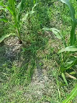 kummuduabbai online show from March 19, 2026, 7:34 am