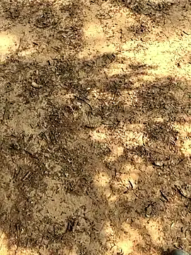 Gopal1243 online show from November 26, 2025, 6:14 am