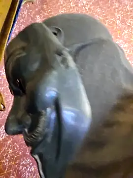 SugarNdBrownie online show from February 8, 2026, 9:29 pm