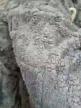 AmGuy23 online show from January 30, 2025, 4:48 am