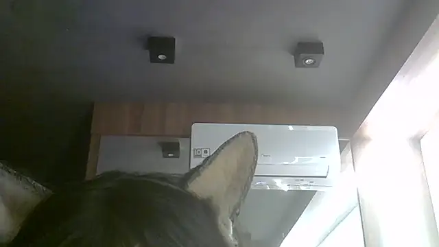 Skinny-Kitten online show from July 6, 2026, 5:37 pm