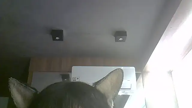 Skinny-Kitten online show from July 9, 2026, 9:35 am