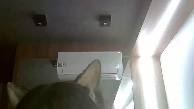 Skinny-Kitten online show from July 20, 2026, 11:45 am