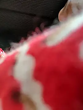 Kolkata   Boy online show from November 16, 2025, 5:46 am